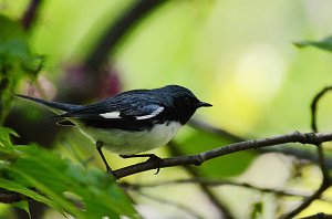 Warbler, Black-throated Blue, 2012-05071170 Mount Auburn Cemetery, MA